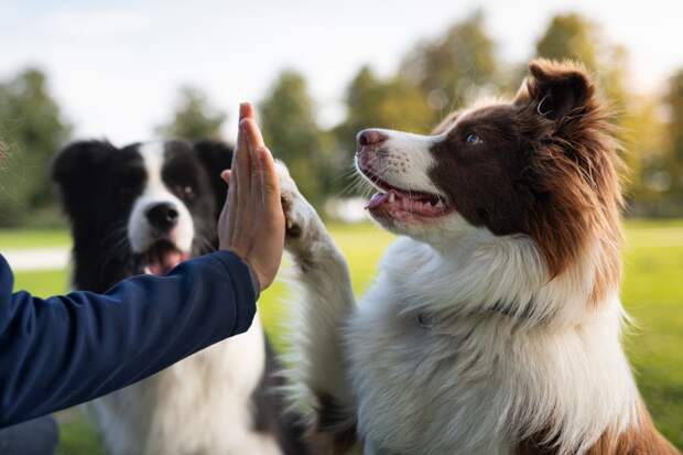 Учёные выяснили, что собаки умеют учить новые слова, подслушивая людей