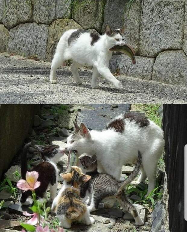 картинки