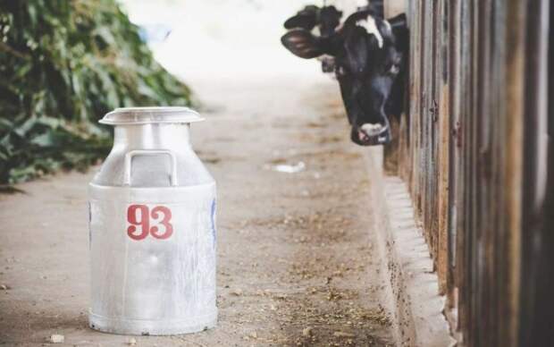 Россия запретила ввоз киргизского молока после отказа страны от кириллицы
