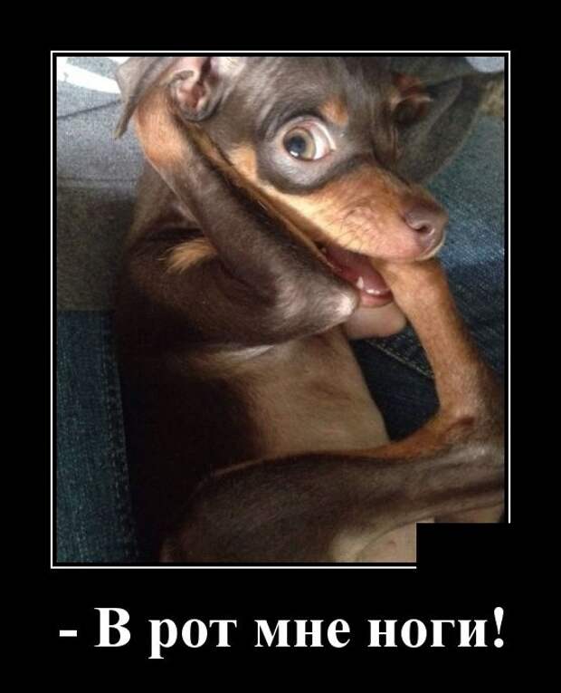 Демотиваторы (30 фото)