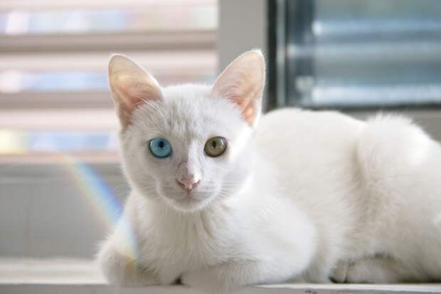Ученые обнаружили серьезную проблему у белых кошек с голубыми глазами