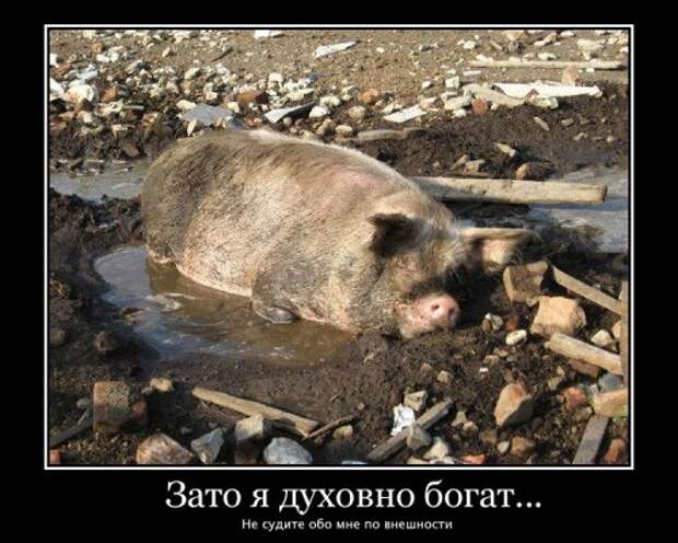 Подборка веселых демотиваторов про животных (12 фото) Подборка веселых демотиваторов про животных (12 фото)