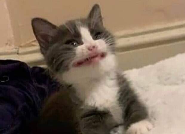 20+ уморительных кадров с нашими любимыми котейками