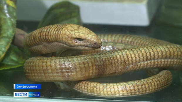 Ядовитую змею путают в Крыму с безобидной ящерицей
