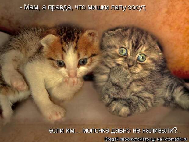 Котоматрица: - Мам, а правда, что мишки лапу сосут, если им... молочка давно не наливали?..