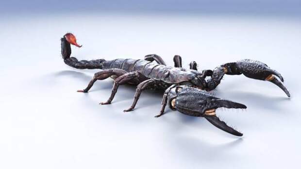 Самый большой скорпион: размеры , описание, фото
