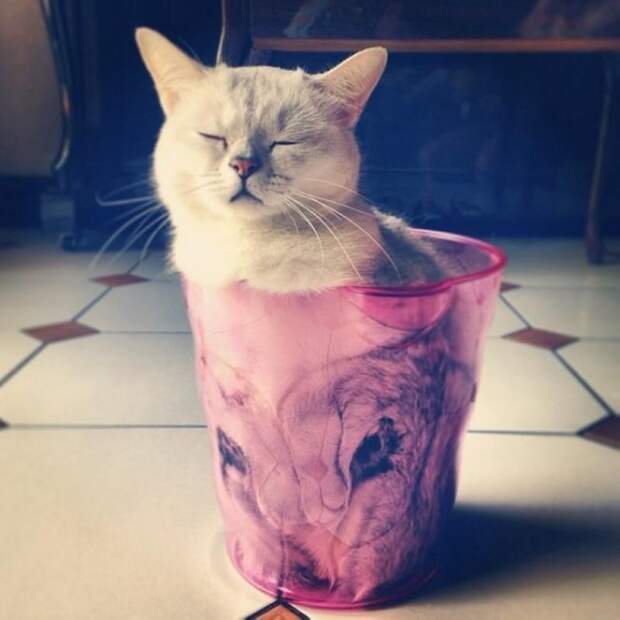 30 веселых фотографий с животными 30 веселых фотографий с животными