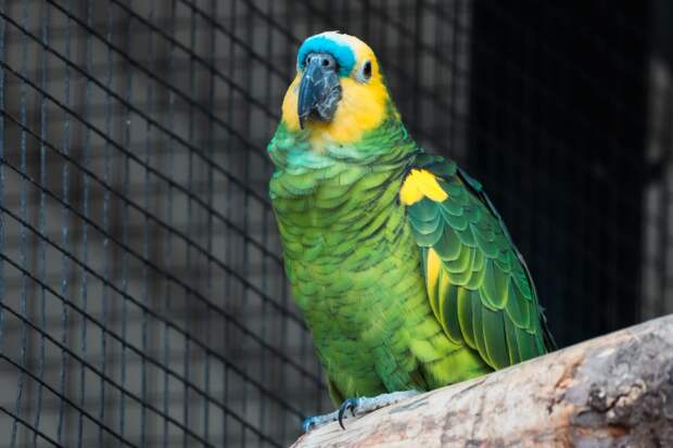 В Петербурге водитель объяснил каннабиноиды в крови кормом для попугаев