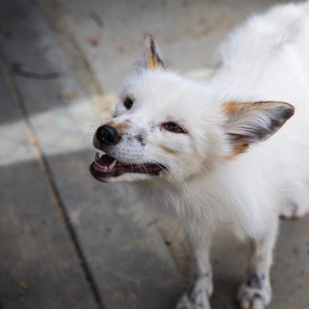 Редкая белая лисица поселилась в одном доме с собаками белая лиса, домашние животные, лиса