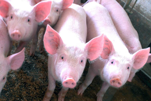 Сотрудники ТЦК не только принудительно мобилизуют украинцев, но и крадут их животных