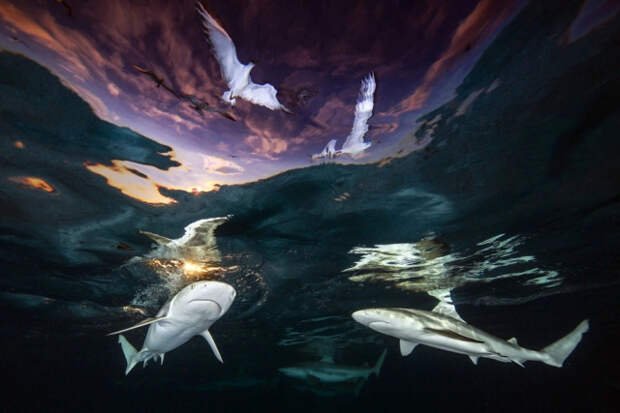 20 невероятных подводных фотографий от победителей конкурса Underwater Photographer of the Year 2021