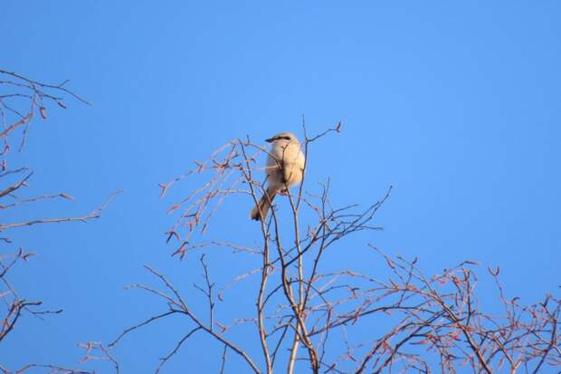 Беспощадная птица-палач стала орудовать в Новосибирске