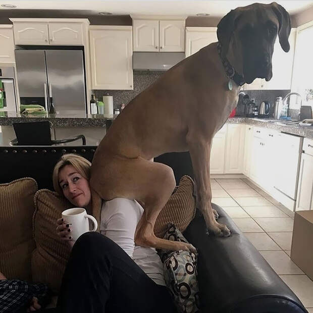 огромная собака