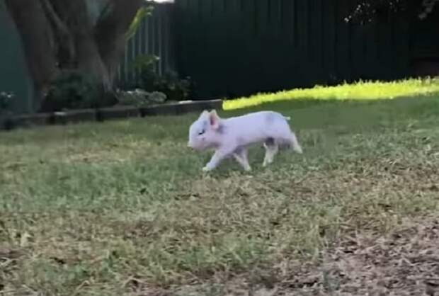 Свинка бежит