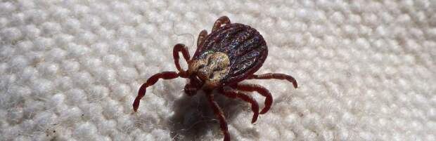 52 человека обратились к врачам после укуса клещей в Алматы