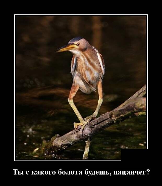 Демотиваторы (30 фото)