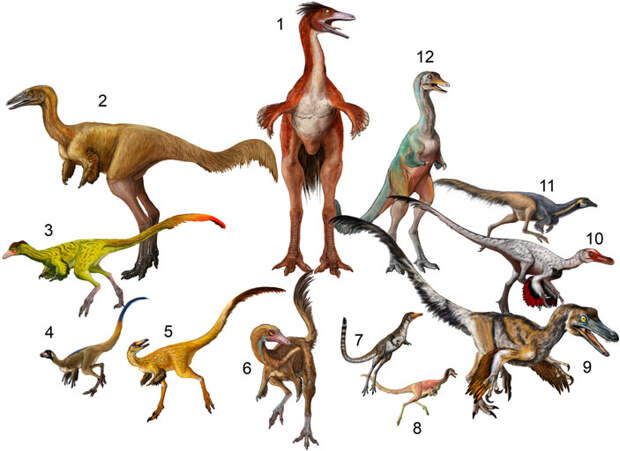 Некоторые известные виды альваресзаврид