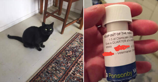 Источник: Twitter / Clarke Gayford Мужчина потратил 130 долларов на анти-тревожное лекарство для кота, который, по его мнению, был его собственным.