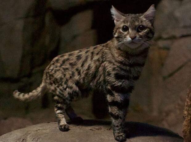 Черноногая кошка (лат. Felis nigripes)