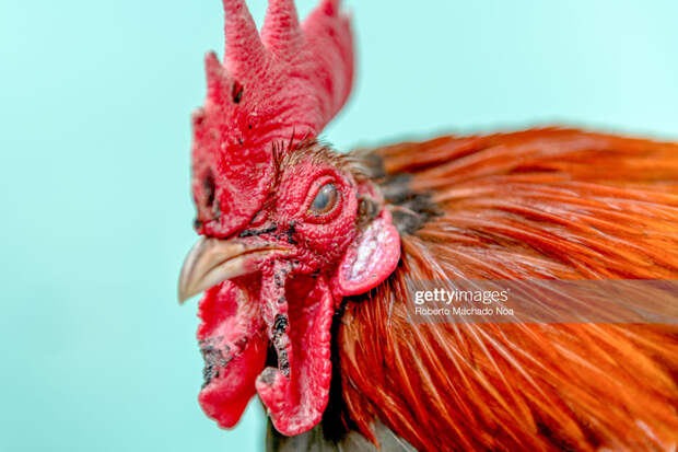 Cock