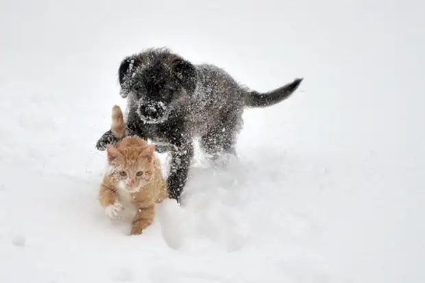 Зима и животные