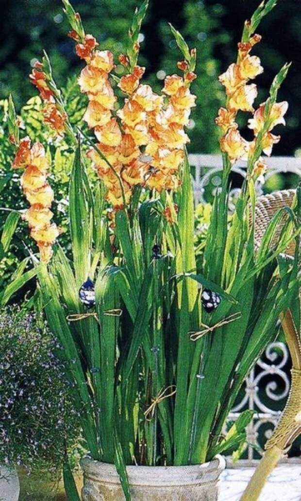 Гладиолусы в контейнерах