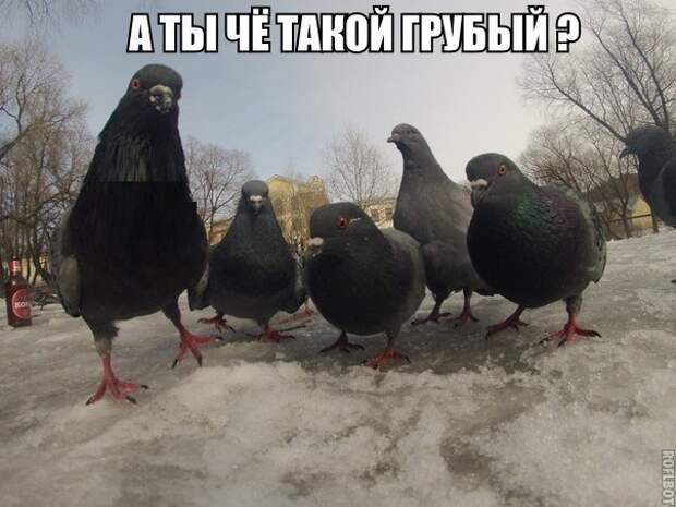 1453387488_memy-s-zhivotnymi-6