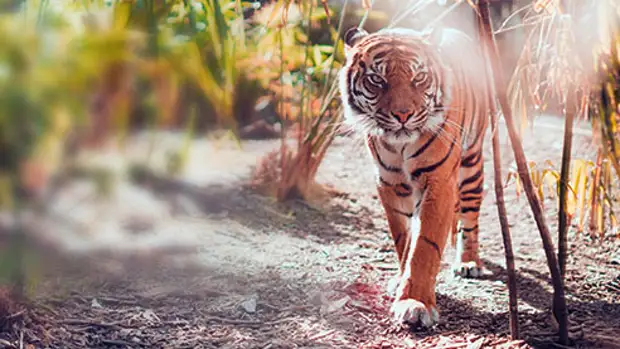 По следам амурского тигра