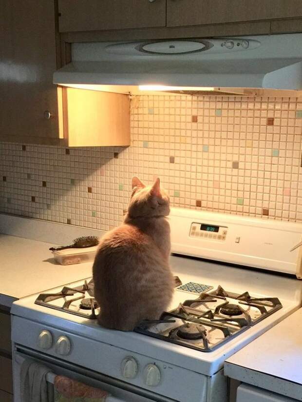 Коты тоже попадают в странные ситуации