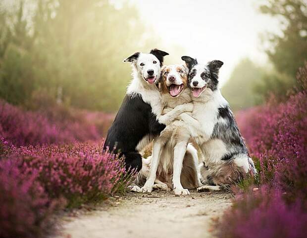 dogs_photo