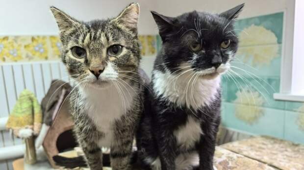 Кошки в рубцовском центре для бездомных животных