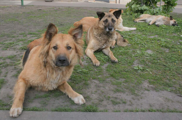 Школьников предложили обучать защите от нападений собак