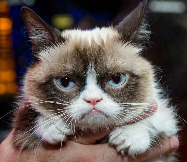 Умерла сердитая кошка Grumpy Cat, но в сети нашли ее последователей grumpy cat, животные, коты, кошка, кошки, мем, сердитая кошка, фото