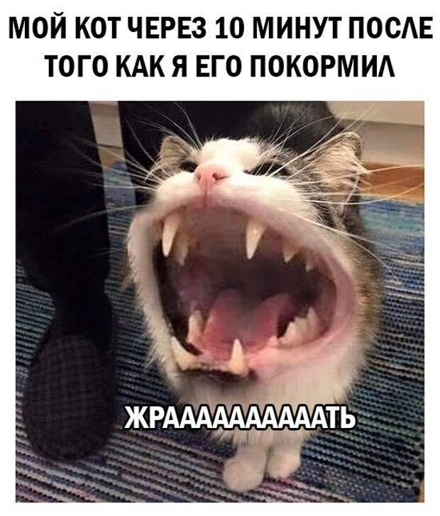 Комментарии и картинки из соцсетей