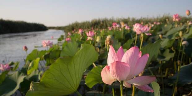 Самые красивые места России: Астраханский заповедник