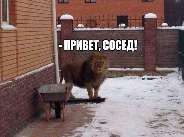 смешные картинки с надписями