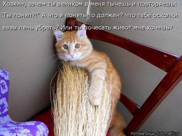 Лучшие котоматрицы недели (50 фото)