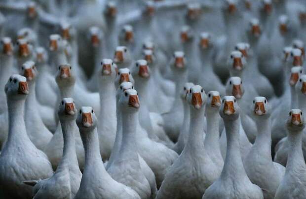 Как границы Китая охраняют гуси, и почему они справляются лучше собак Как границы Китая охраняют гуси, и почему они справляются лучше собак