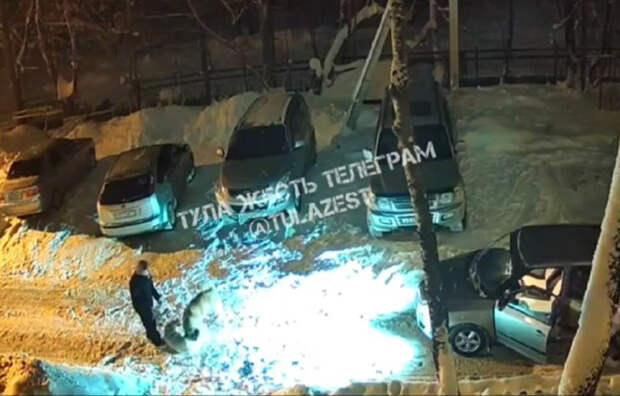 В Суворове собака напала на другого пса и покусала подростка