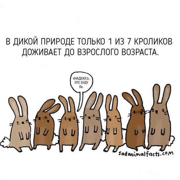 кролики