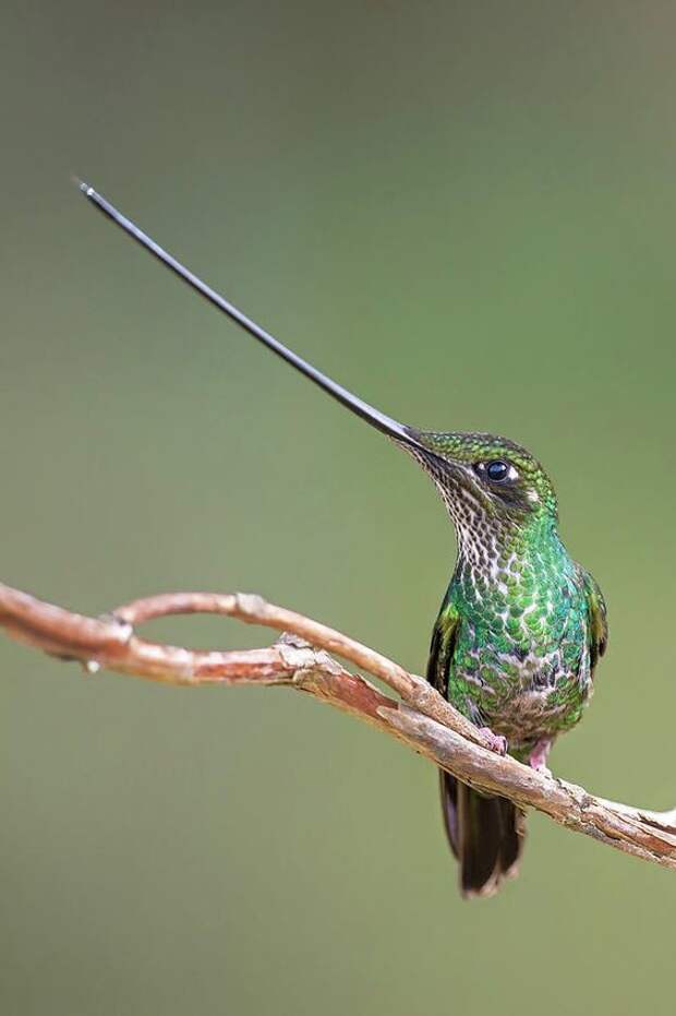 Маленькое чудо - колибри интересное, колибри, природа, птицы, факты, фауна