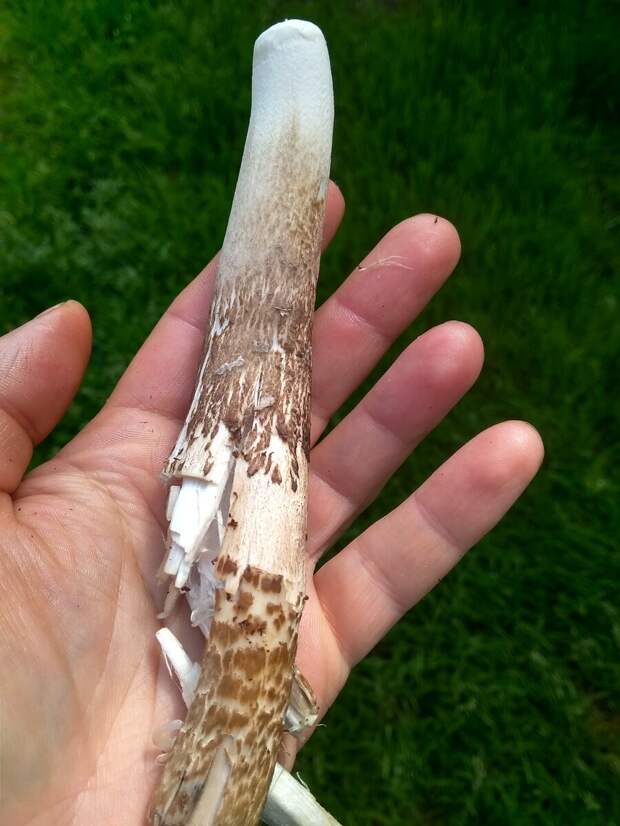 на фото автора ножка гриба зонтика пёстрого.