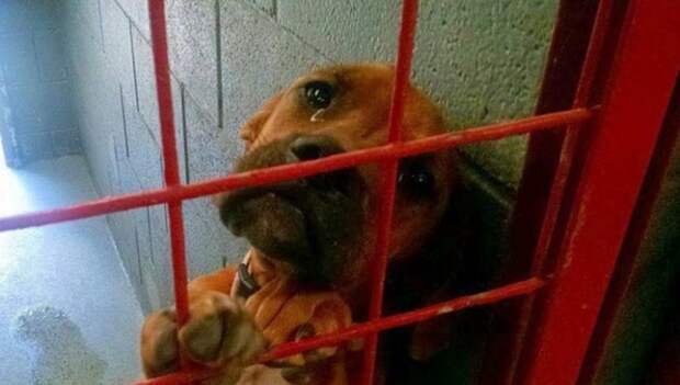 Невероятно эмоциональное фото из собачьего приюта тронуло тысячи сердец