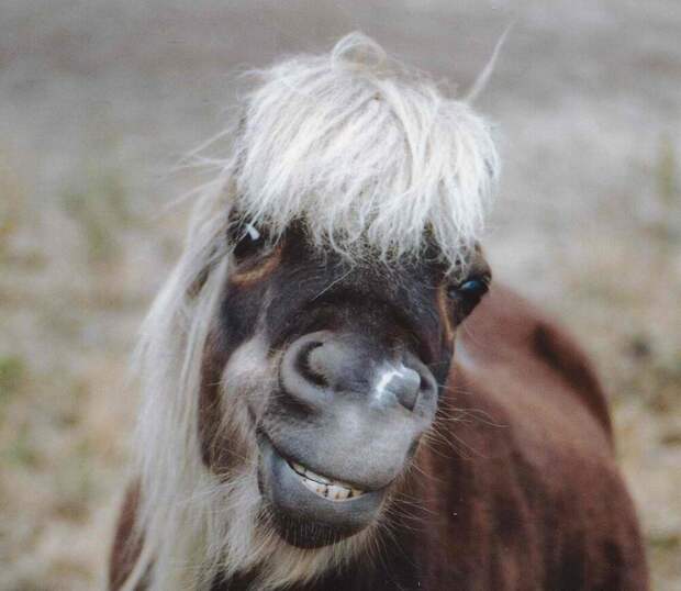 20+ скакунов, способных моментально преобразиться в забавных клоунов