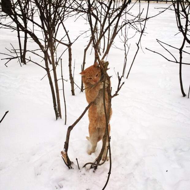 25 фото о сложных взаимоотношениях кошек со снегом