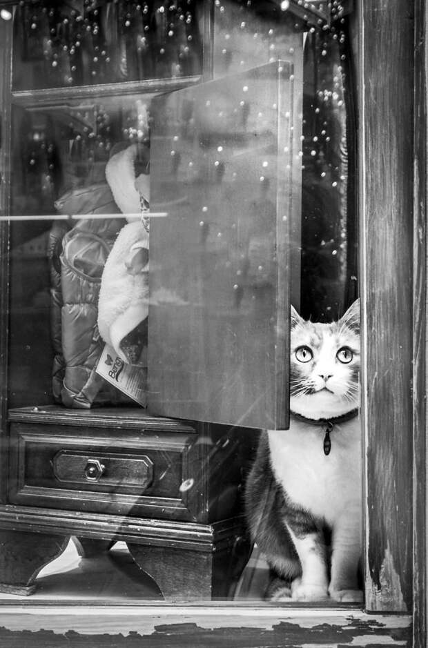 5. Пальмира в зоомагазине домашние животные, коты, кошка, кошка в магазине, кошки, фотопроект, черно-белая фотография, черно-белое фото