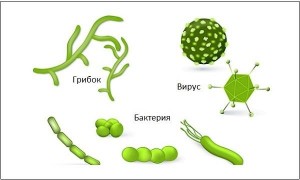 Грядёт ли революция в вирусологии?