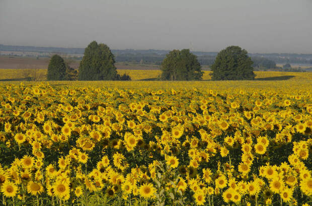 Будущие аграрии смогут учиться в вузах по целевой квоте