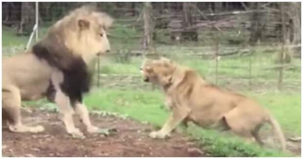 Львица приревновала льва к другой самке видео, животные, лев, львица, прикол, реакция, ревность