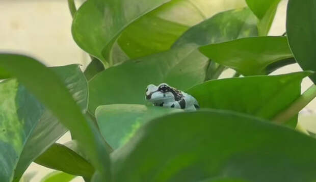 В Ленинградском зоопарке пополнение: вылупились жабовидные квакши-арлекины